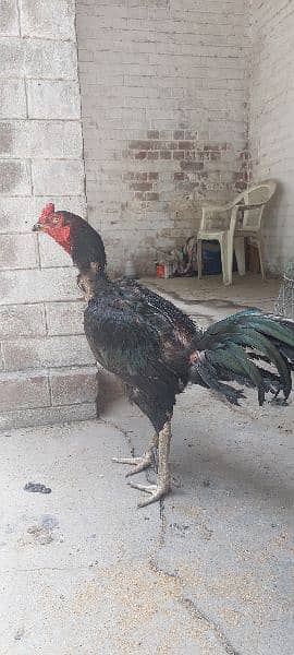 Thai with Pakistani cross murga and hens for sale 0