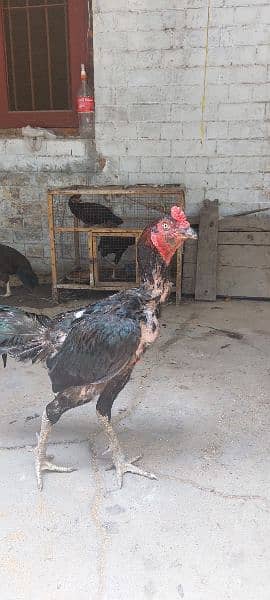 Thai with Pakistani cross murga and hens for sale 1