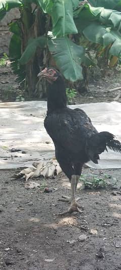 Thai with Pakistani cross hens for sale