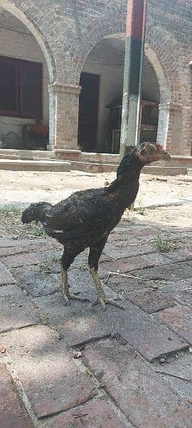 Thai with Pakistani cross murga and hens for sale 4