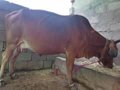 سنار گائے پہلا سوا jersey cross cow for sale 0