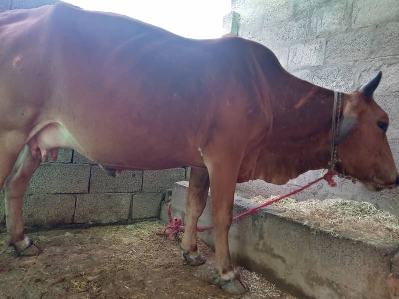 سنار گائے پہلا سوا jersey cross cow for sale 1