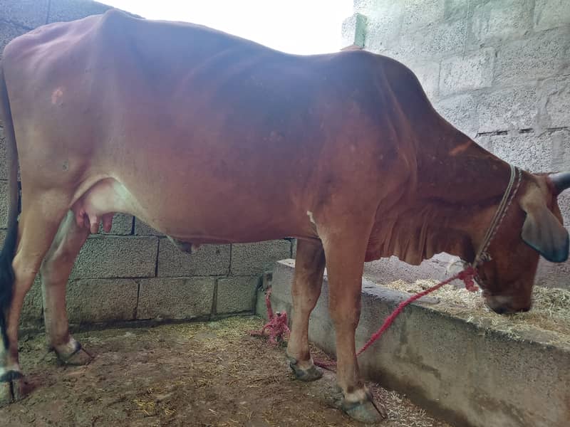 سنار گائے پہلا سوا jersey cross cow for sale 2