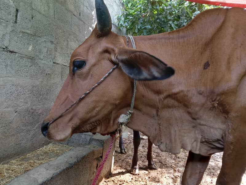 سنار گائے پہلا سوا jersey cross cow for sale 3