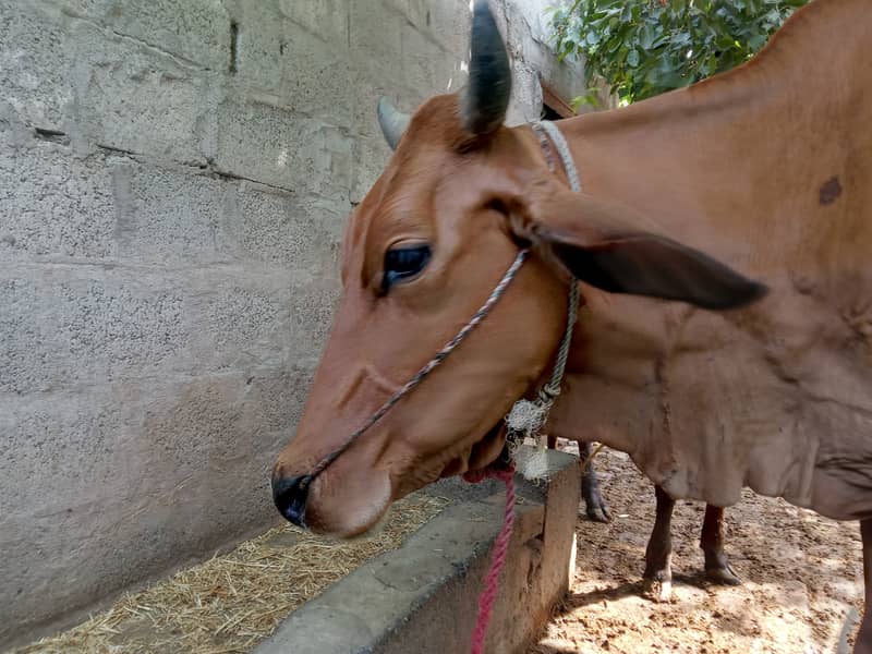 سنار گائے پہلا سوا jersey cross cow for sale 4