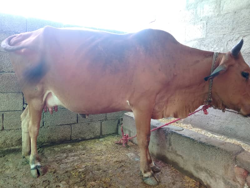 سنار گائے پہلا سوا jersey cross cow for sale 6