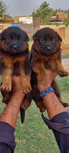 German Shepherd puppies for sale 0