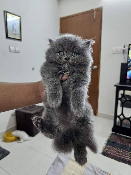 Adorable Kittens | Persian Kitten | Peke Kitten 4
