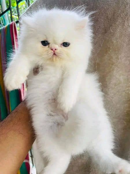 Adorable Kittens | Persian Kitten | Peke Kitten 6
