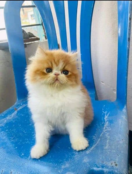 Adorable Kittens | Persian Kitten | Peke Kitten 7