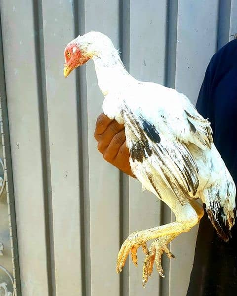 thaii cross all braed for sell with five chicks 1.5month 5