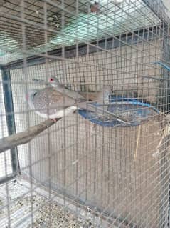 red and silver dove for sale 0