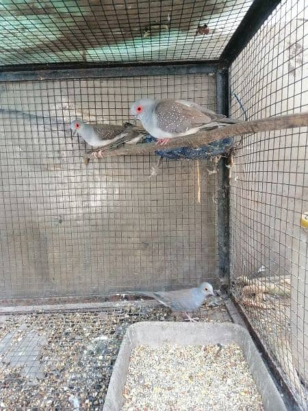 red and silver dove for sale 2