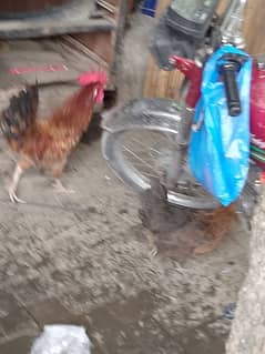 hen pair andee de Rahe ha 2500 finl