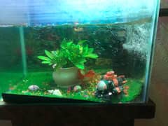 fish tank 0
