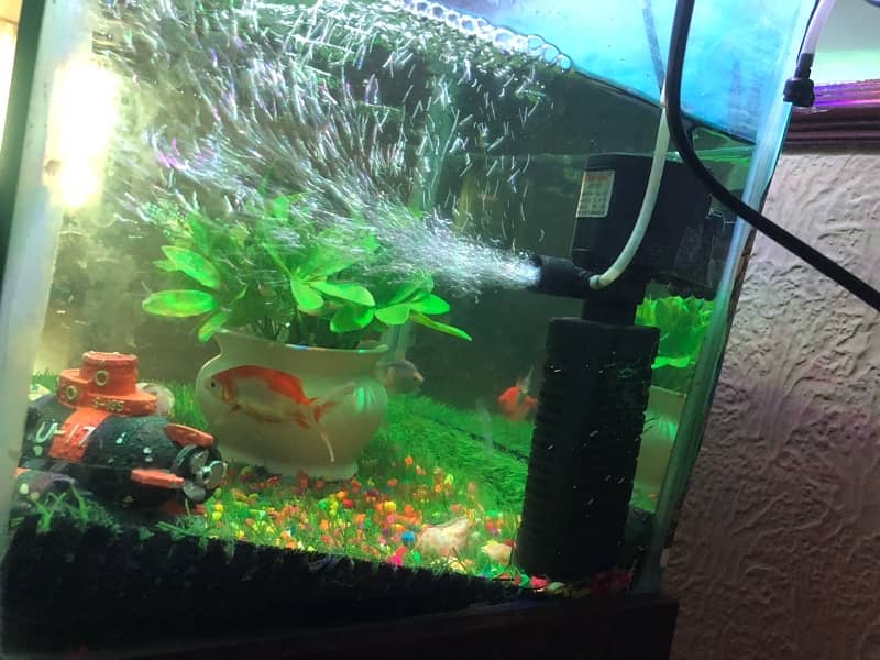 fish tank 2