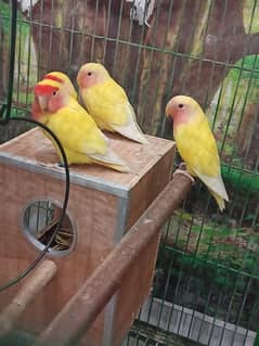 Parrots for sale with cage