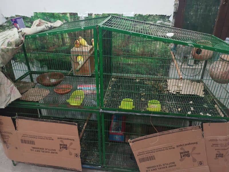 Parrots for sale with cage 3