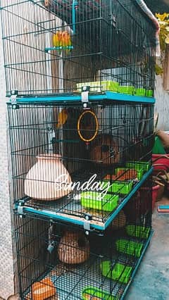 Fisher parrots with cage