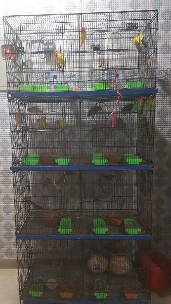 Fisher parrots with cage 5