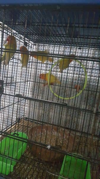 Fisher parrots with cage 6