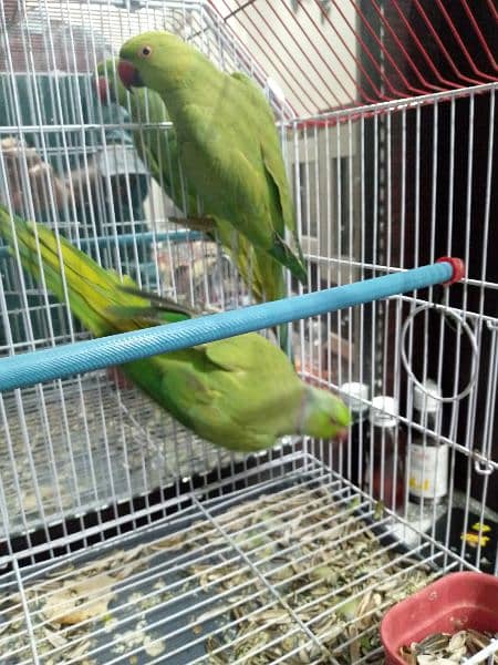parrot for sale 1