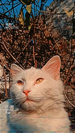 CAT TURKish angora WASHROOM TRAINED DOUBLE COAT YELLOW EYES