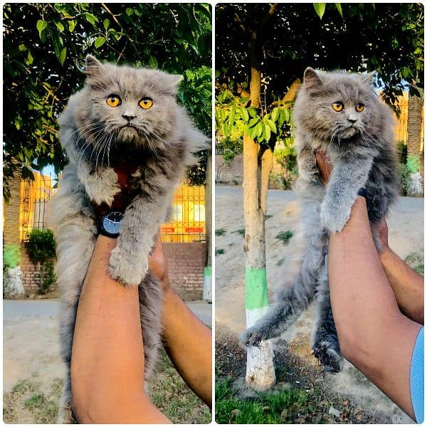 Persian hamalian british punch face piki face cat's and kitten's 12