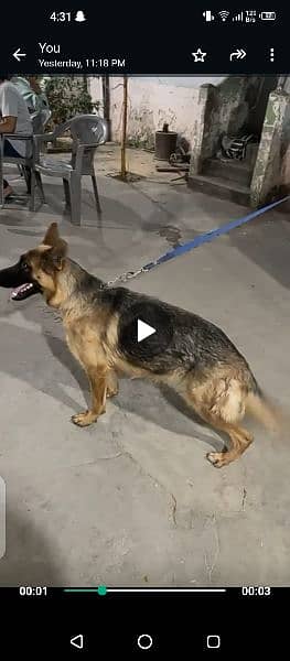 german sheperd female 0