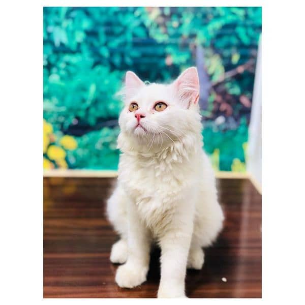 Persian hamalian british punch face piki face cat's and kitten's 5