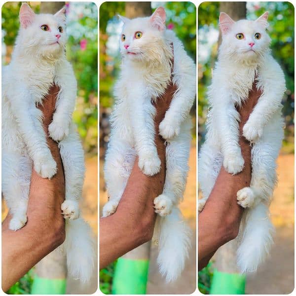 Persian hamalian british punch face piki face cat's and kitten's 13