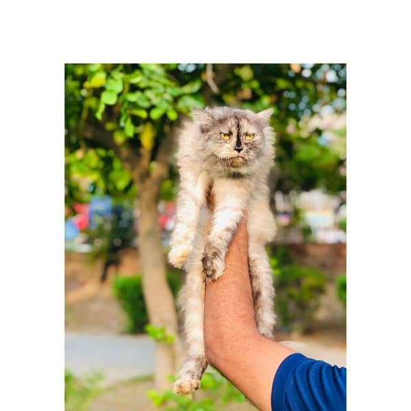 Persian hamalian british punch face piki face cat's and kitten's 2