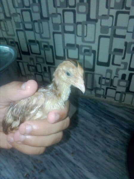 1.5 month heers chicks healthy 3