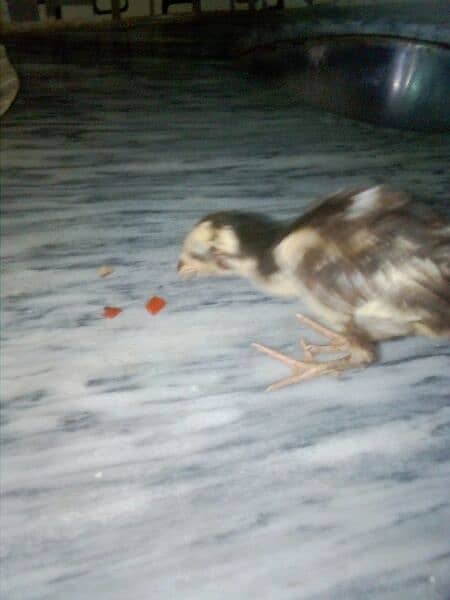 1.5 month heers chicks healthy 6