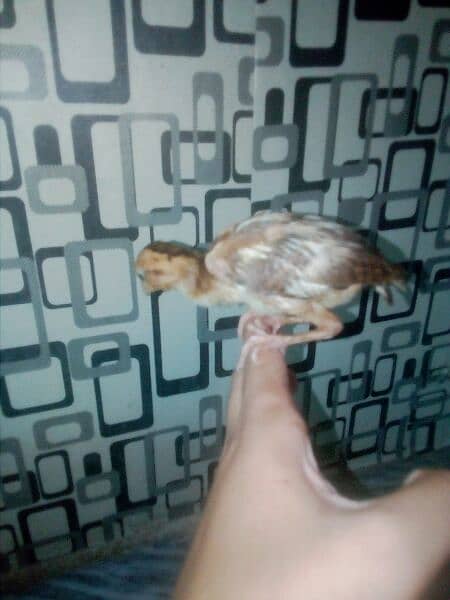 1.5 month heers chicks healthy 8