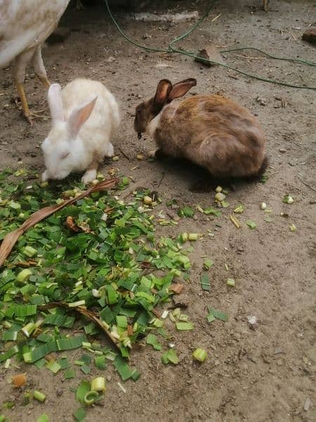 Rabbits 0