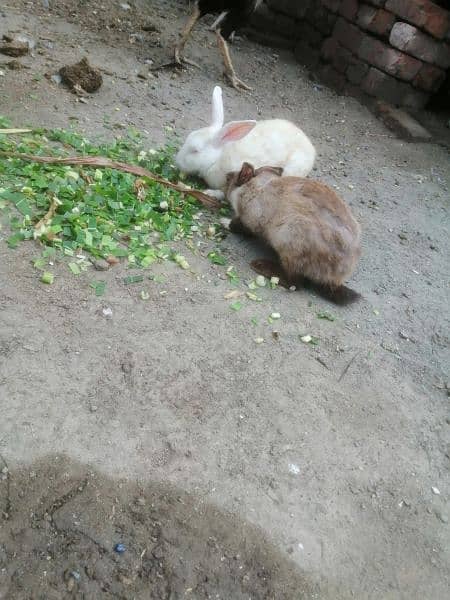 Rabbits 2