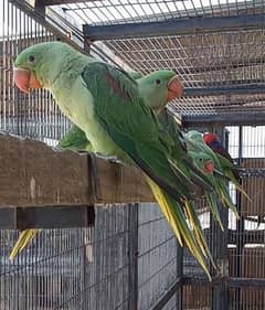 Indian Alexandrine Raw Kashmiri Chicks