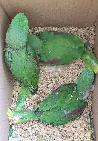 Indian Alexandrine Raw Kashmiri Chicks 2