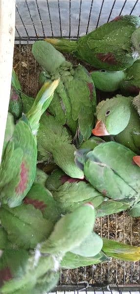 Indian Alexandrine Raw Kashmiri Chicks 0