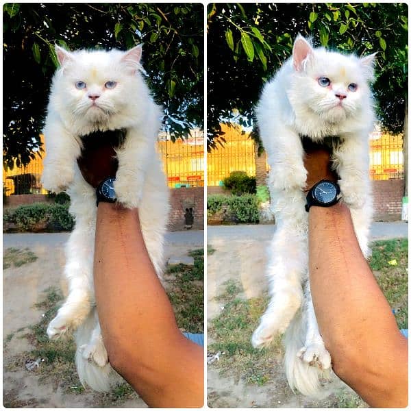 Persian hamalian british punch face piki face cat's and kitten's 8