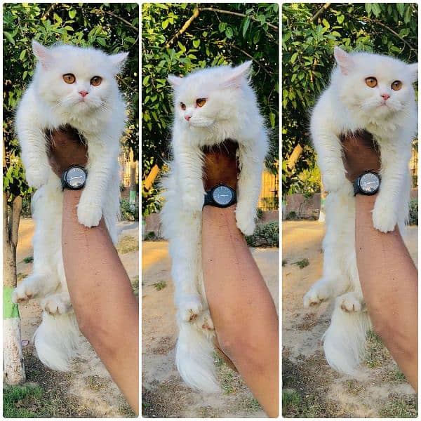 Persian hamalian british punch face piki face cat's and kitten's 9