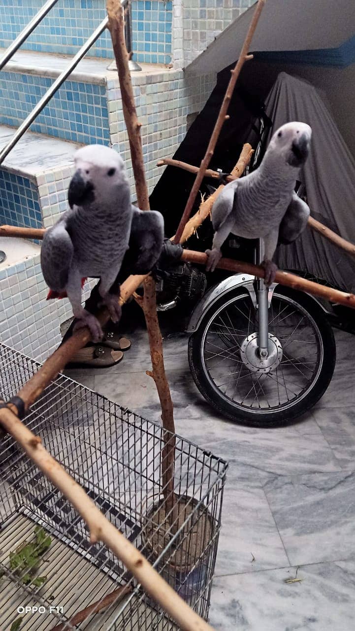 Family's parrots 1
