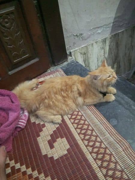 cat Persian call here 03244169762 0