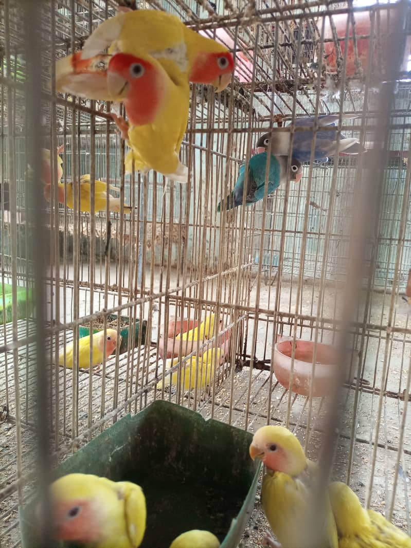 Parrots and cages setup for sala 6