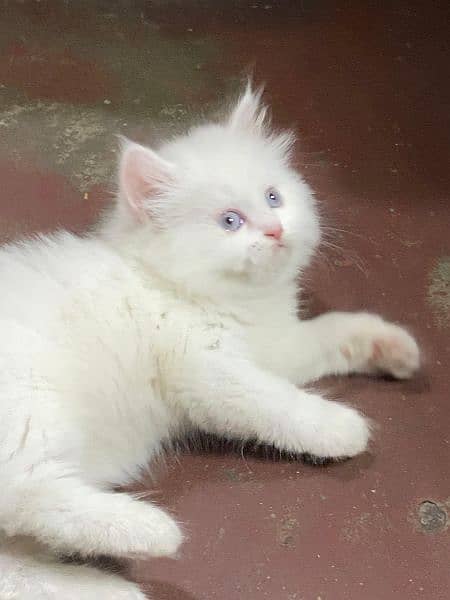 persian kitten available now 03104479848 1