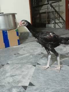 aseel chicks for sale healthy and active