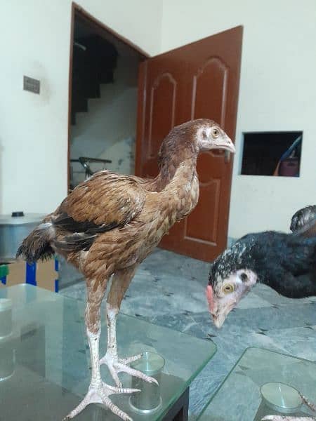 aseel chicks for sale healthy and active 3