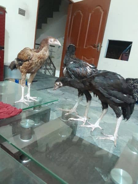 aseel chicks for sale healthy and active 5