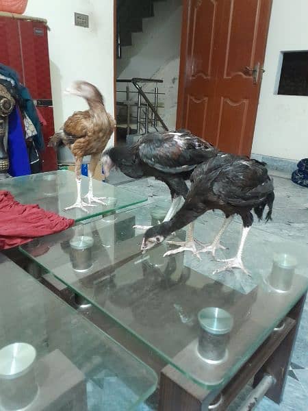 aseel chicks for sale healthy and active 7